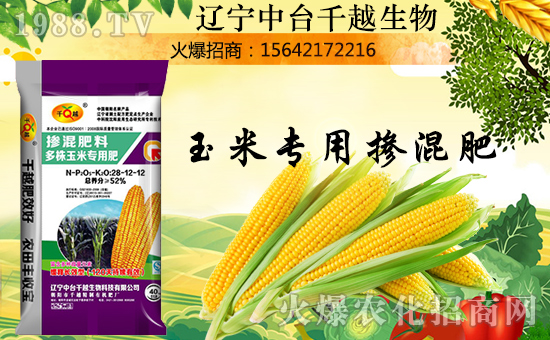 【中臺千越】金犬叩響吉利門,福旺財(cái)源滾滾進(jìn)