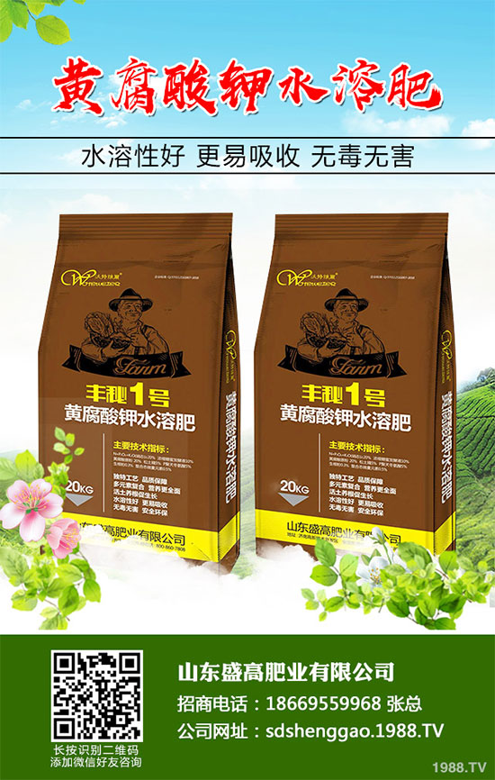 小白菜什么時(shí)候種植?小白菜高產(chǎn)種植技術(shù)
