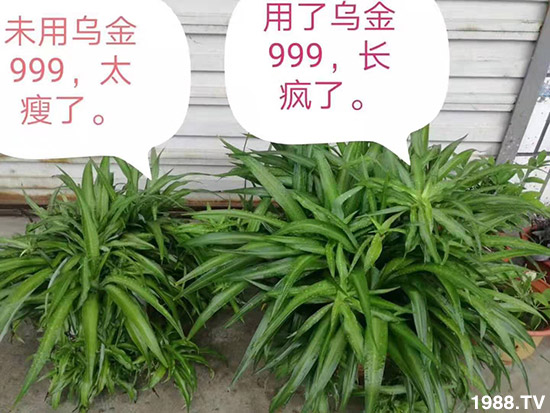 【新疆黑色生態(tài)】全體員工恭祝新老朋友:新年快樂(lè)!萬(wàn)事如意!夜夜“鼠”錢!