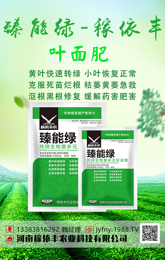 黃瓜雖好吃,但黃瓜上肥時要注意這些事項!