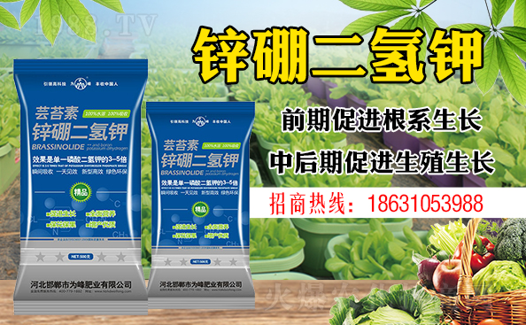 盆栽平安樹(shù)該怎樣澆水?澆什么水好?
