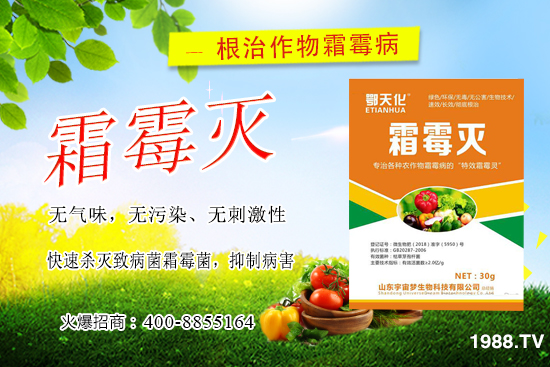 黃瓜霜霉病嚴重怎么辦,怎樣巧治黃瓜霜霉?