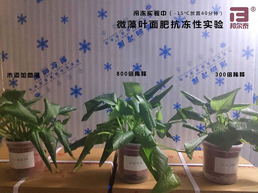 新年快樂