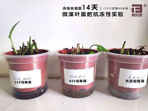 新年快樂